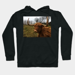 Scottish Highland Cattle Cow 2172 Hoodie